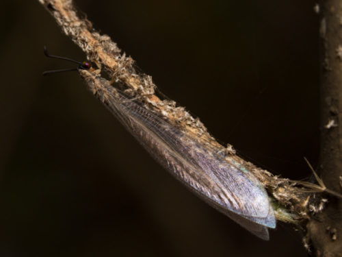 Antlion Lacewing