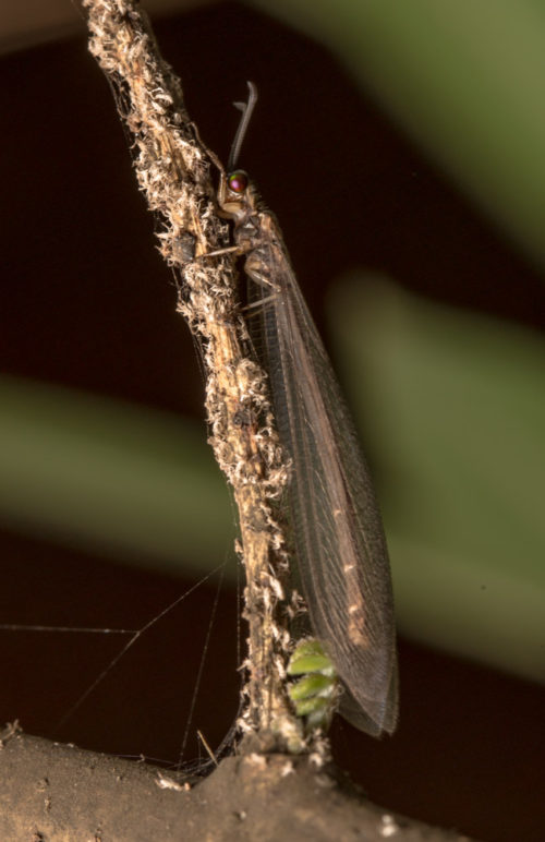 Antlion Lacewing