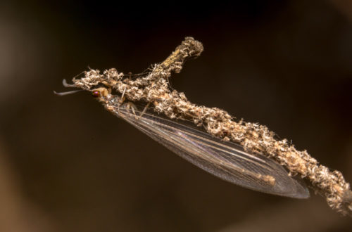 Antlion Lacewing