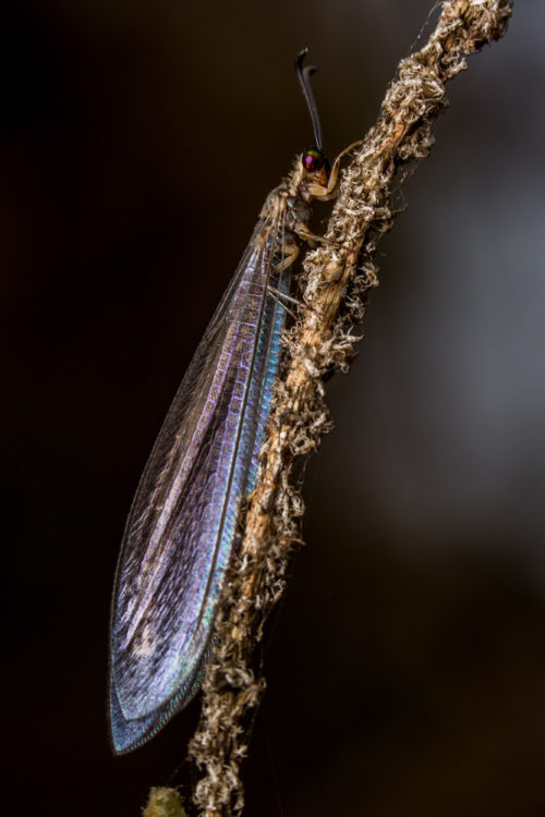 Antlion Lacewing