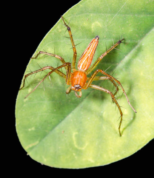 Orange Lynx Spider