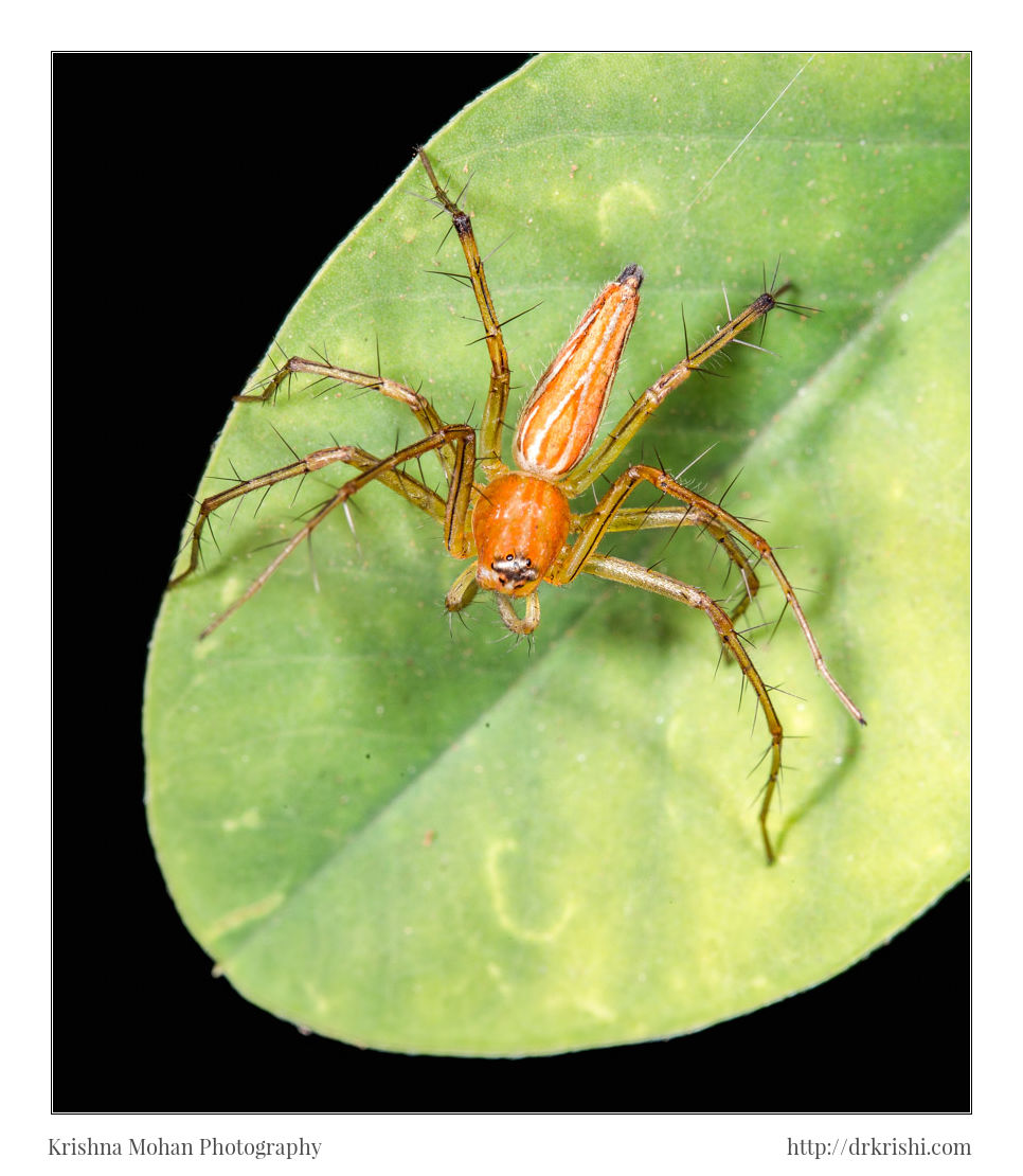 Orange Lynx Spider