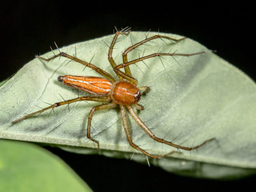 Orange Lynx Spider