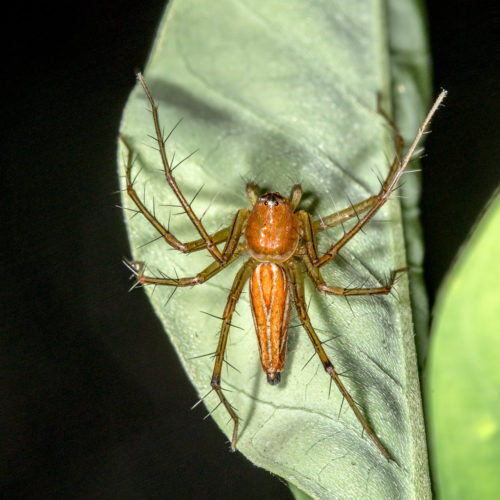 Orange Lynx Spider