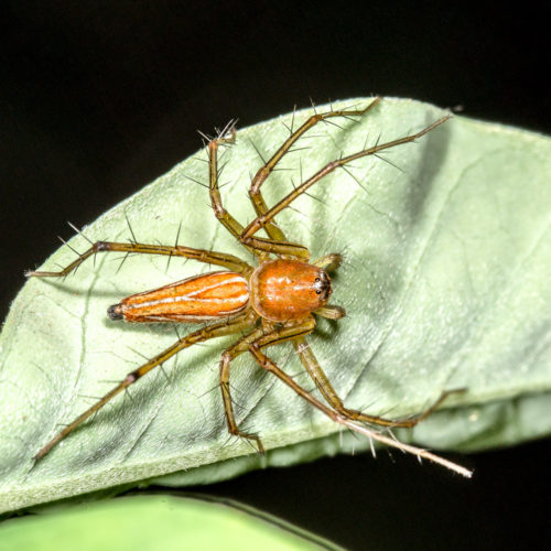 Orange Lynx Spider