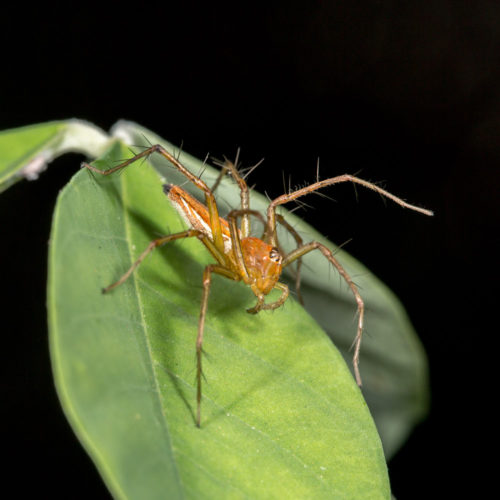 Orange Lynx Spider