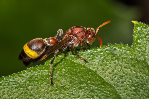 Ropalidia Wasp