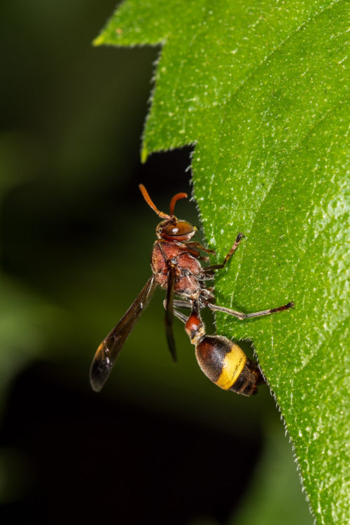 Ropalidia Wasp