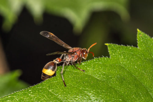 Ropalidia Wasp