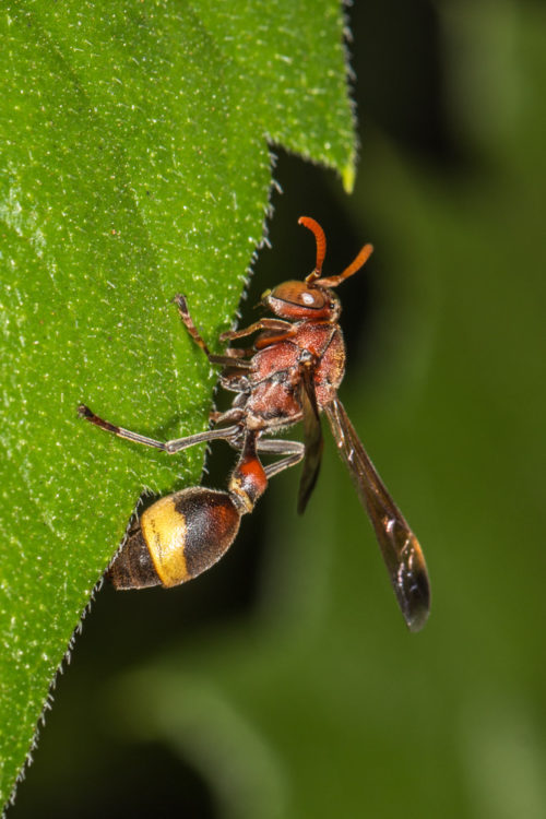 Ropalidia Wasp