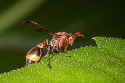 Ropalidia Wasp