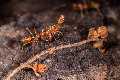 Social Carrying in Weaver Ants