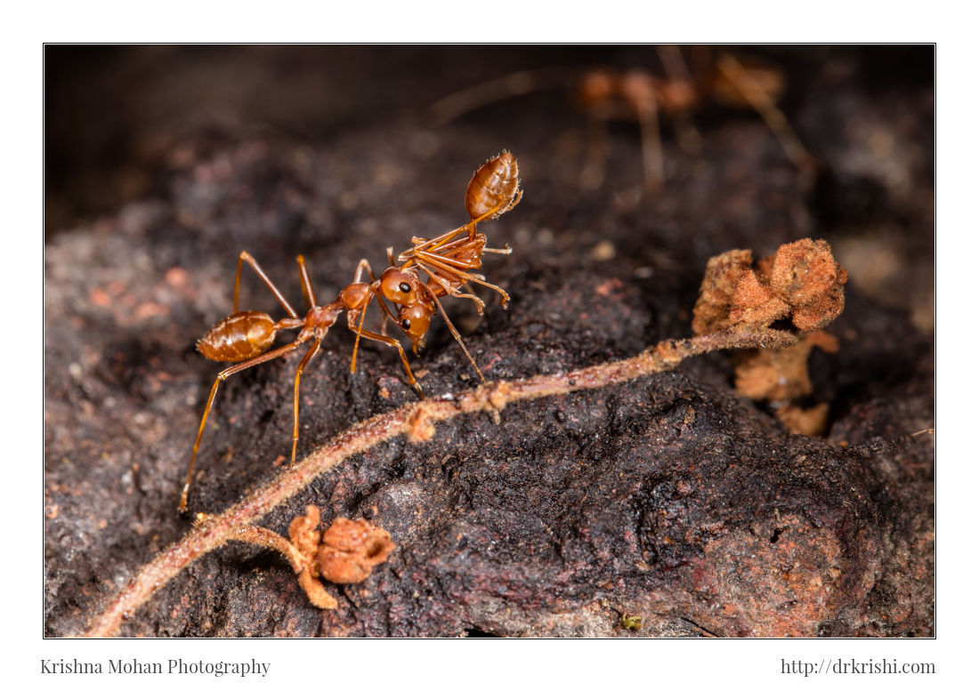 Social Carrying in Weaver Ants