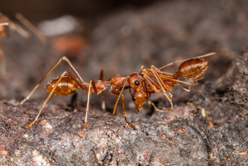 Social Carrying in Weaver Ants