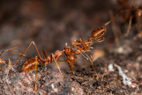 Social Carrying in Weaver Ants