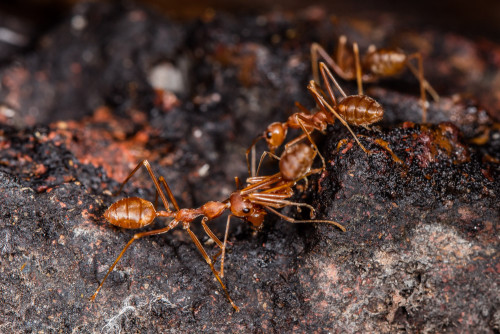 Social Carrying in Weaver Ants