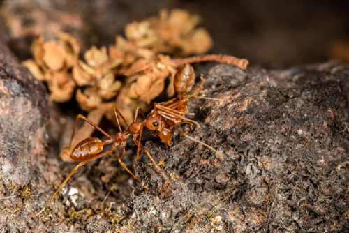 Social Carrying in Weaver Ants