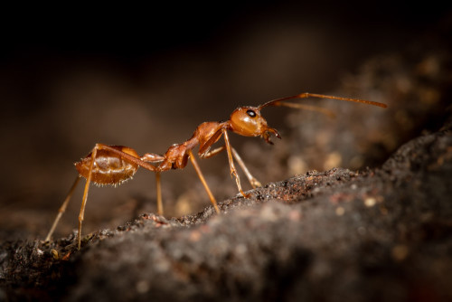 Weaver Ants