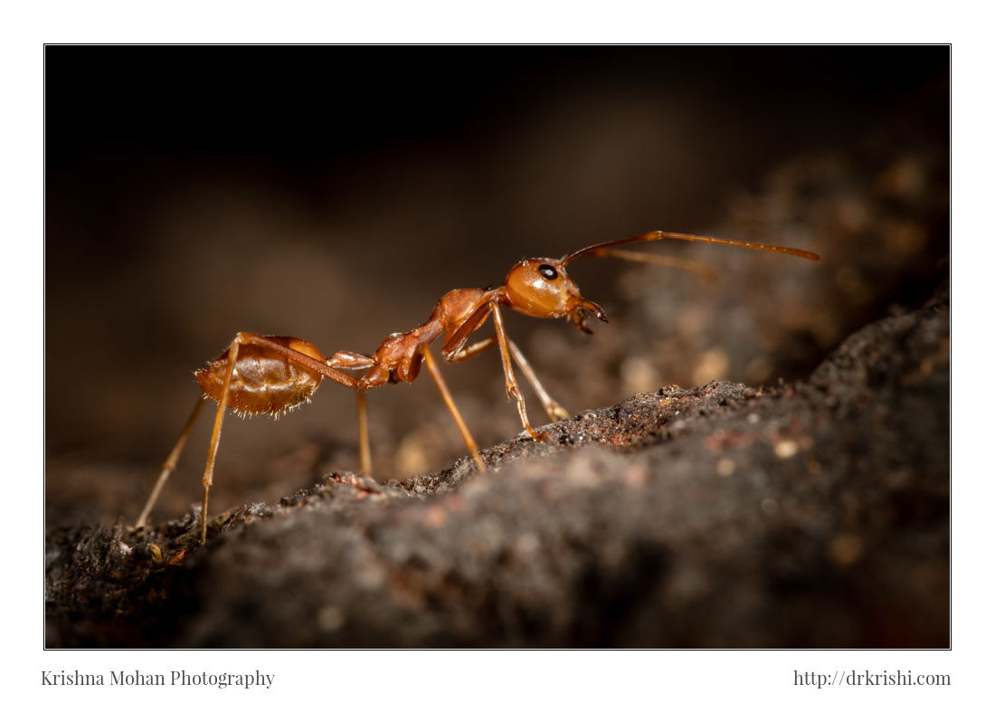 Weaver Ants