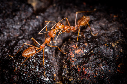 Weaver Ants