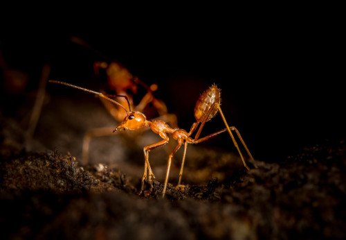 Weaver Ants