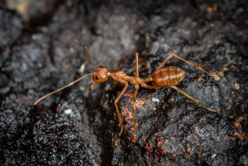 Weaver Ants