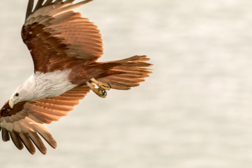 Brahminy Kite in Flight, too close to comfort