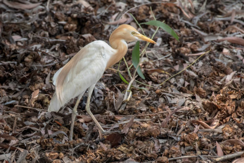 Cattle Egret