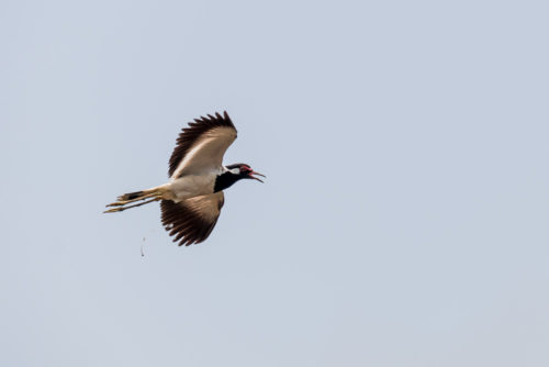 Red Wattled lapwing in Flight