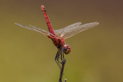 Male Crimson Marsh Glider