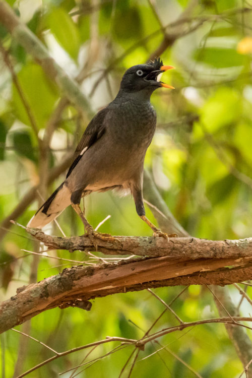 Jungle Myna