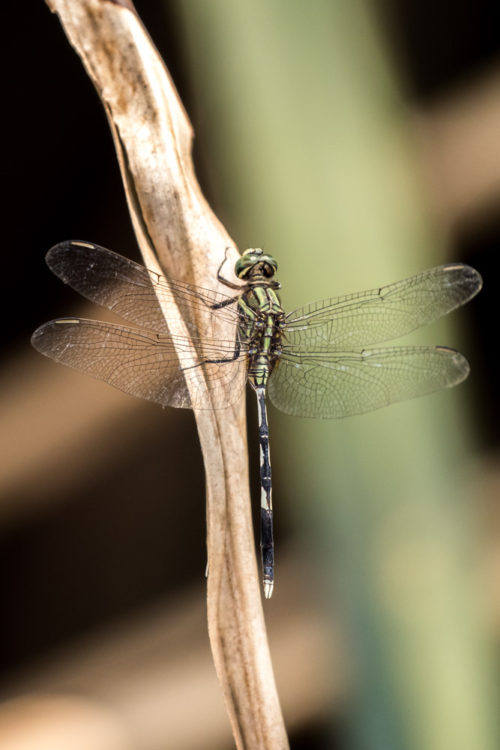 Green Marsh Hawk