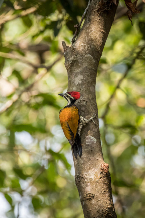 Black-Rumped Flameback