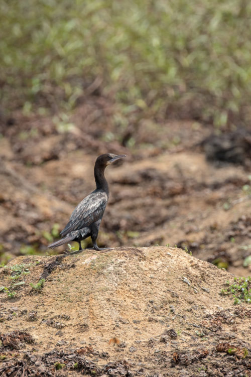 Indian Cormorant