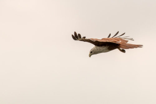 Brahminy Kite in Flight