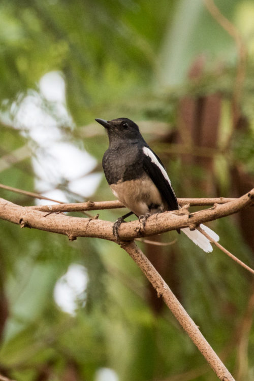 Oriental Magpie Robin with 100-400 II + 1.4x Extender