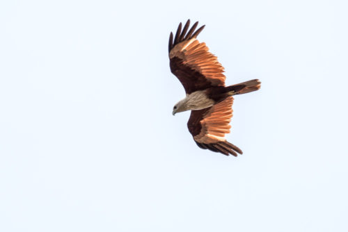 Brahminy Kite in Flight