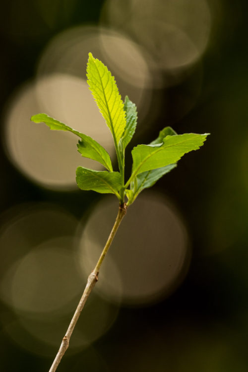 Bokeh created with 100-400 II + 1.4x Extender