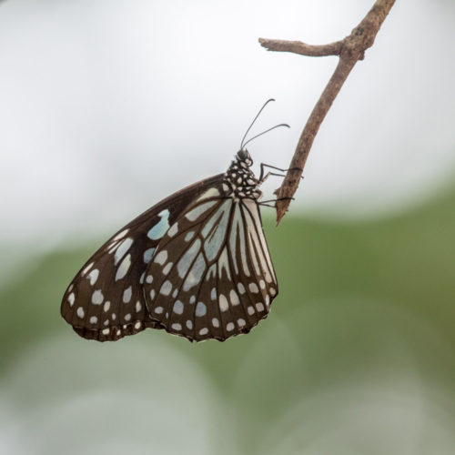 Blue Tiger with 100-400 II + 1.4x Extender