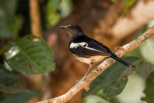 Oriental Magpie Robin