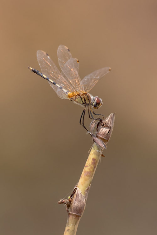 Female Crimson Marsh Glider