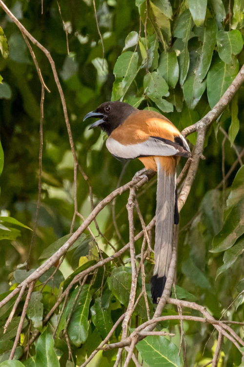 Rufous Treepie