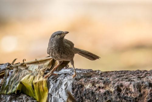 Jungle Babbler