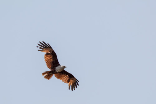 Brahminy Kite in Flight