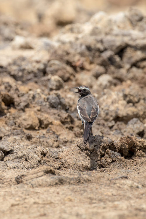 White-Browed Wagtail