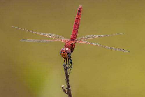 Male Crimson Marsh Glider