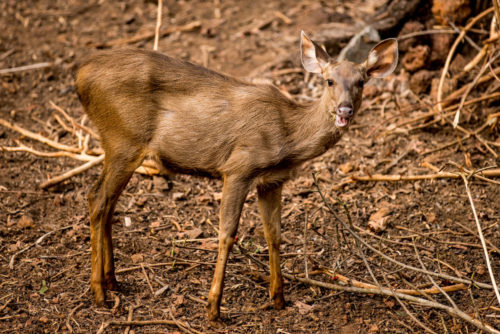 Sambar Deer