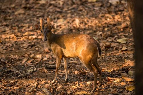 Barking Deer