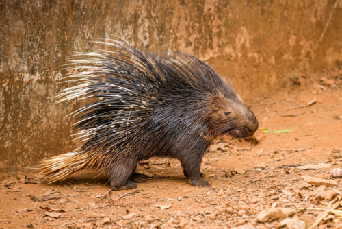 Indian Crested Porcupine