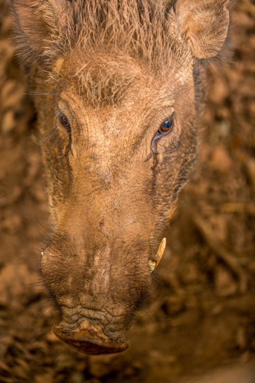 Indian Wild Boar Headshot